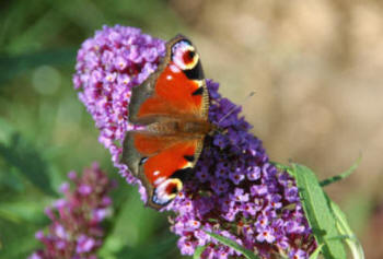 Peacock Butterfly on Buddleja